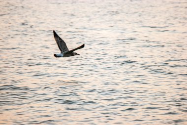 Martı deniz yüzeyi karşı