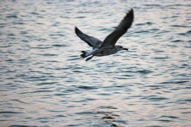 Martı deniz yüzeyi karşı