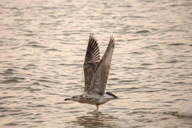 Martı deniz yüzeyi karşı