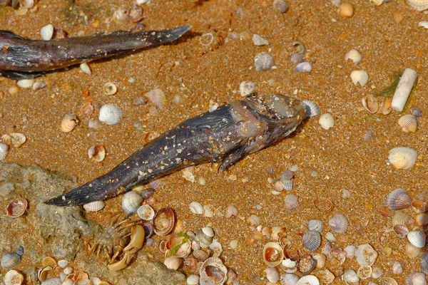 Мертві риби і краб — стокове фото
