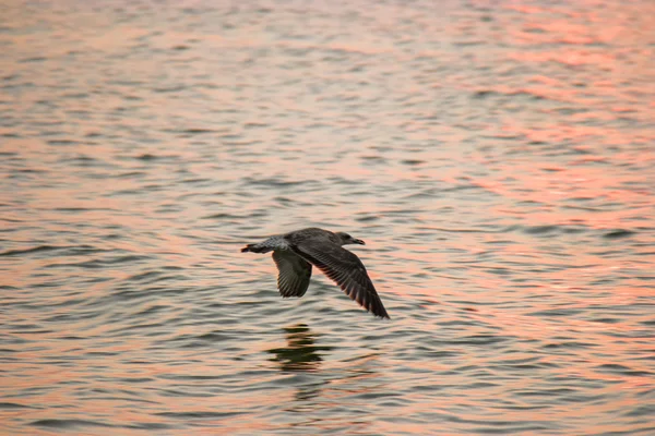 Seagull against sea surface — Stock Photo, Image