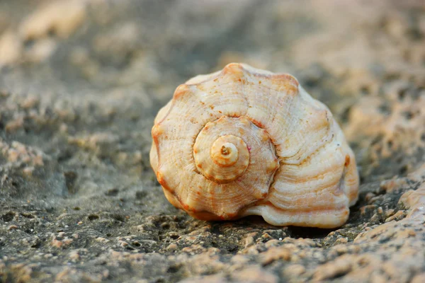 Spiral Shell on rock — Stock Photo, Image