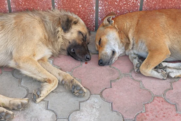 İki evsiz köpek-baş kaldırımda yalan görünümünü — Stok fotoğraf