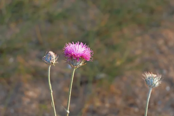 Thistle flower and two buds — Stock Photo, Image