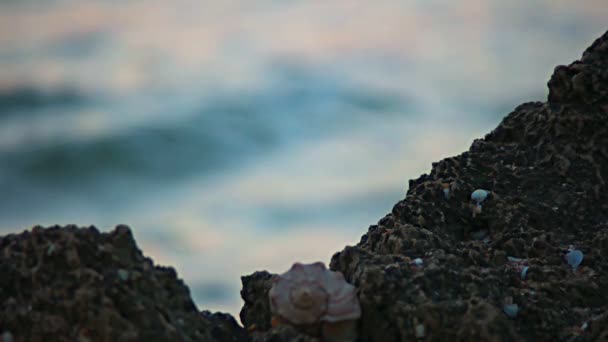 Seashell on rocky sea shore — Stock Video