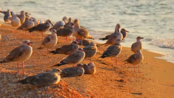 Gabbiani sulla spiaggia di mare — Video Stock