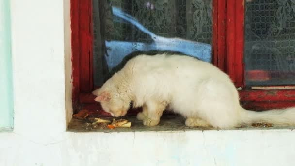 Comer gato no parapeito da janela — Vídeo de Stock