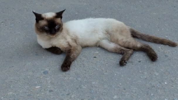 Chat siam couché sur l'asphalte 