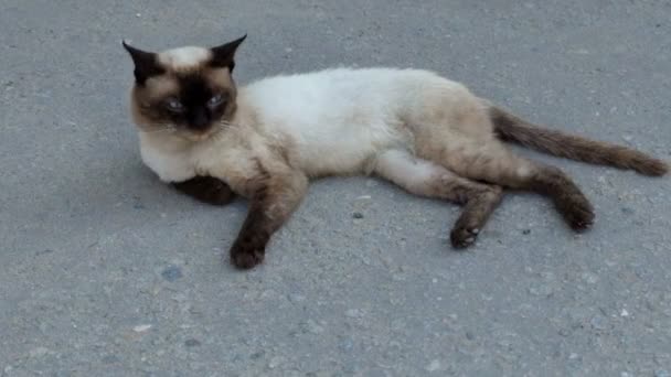 Siam cat lying on the asphalt — Stock Video