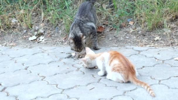 Dos gatos callejones Comiendo comida — Vídeos de Stock