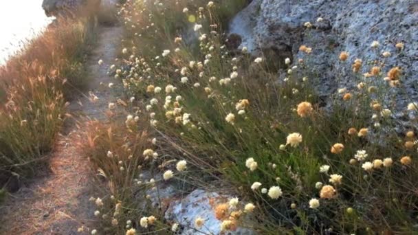 Chemin dans les prairies des rochers — Video