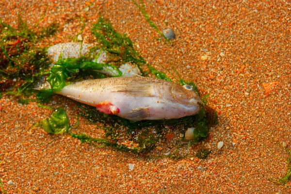 Dead fish on sand — Stock Photo, Image