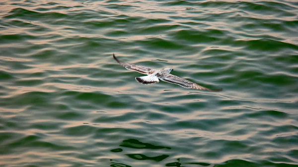 Seagull fly on the sea background, motion blur selective focus — Stock Photo, Image