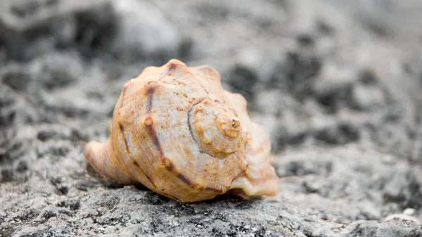 Close-up of sea shell on the rock — Stock Photo, Image