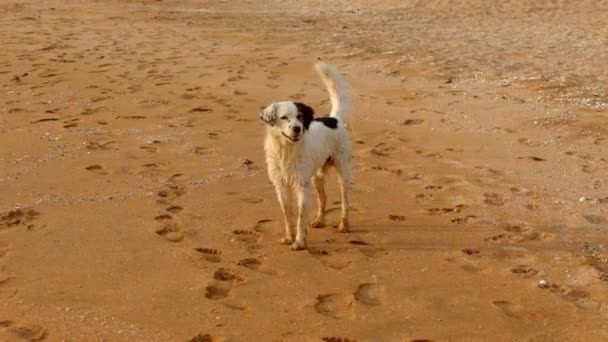 流浪狗在沙滩上等待 — 图库视频影像