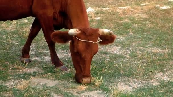 Vacas pastando sobre hierba seca del desierto — Vídeo de stock