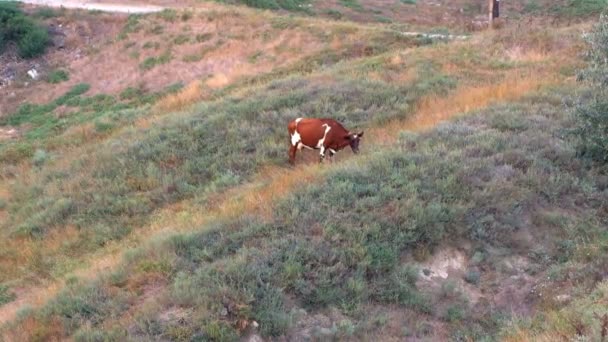 Magányos tehén legelő naplemente — Stock videók
