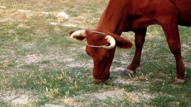 Браун корова випасу в лузі. Сонячний день на пасовищі з сухої трави. — стокове відео