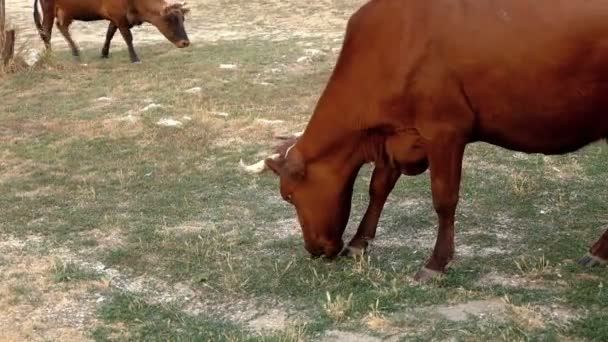 Duas vacas sujas estão se alimentando no pasto pisado — Vídeo de Stock