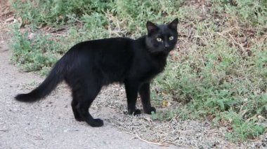 Vahşi kedi ayakta sokakta av için yeşil çim gitmeye hazır