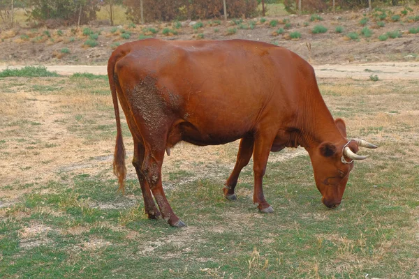 Cows grazing on a low grade pasture — Stock Photo, Image