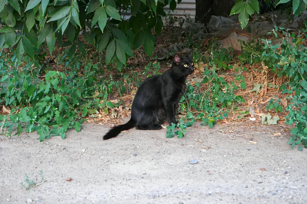 Zwarte kat, zittend op de rand van de asfaltweg en groene planten, kopie-ruimte — Stockfoto