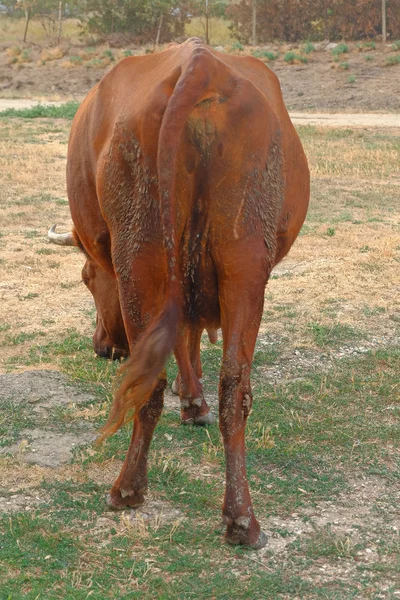 Kühe grasen wieder auf einer schlecht bewirtschafteten Weide — Stockfoto