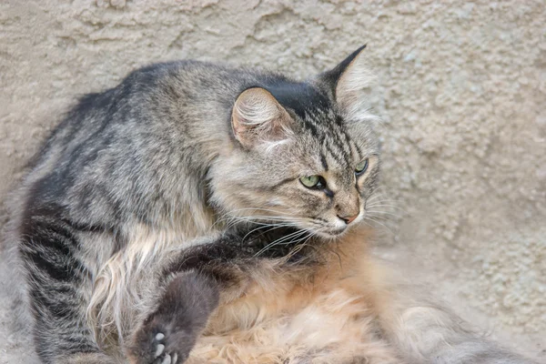 Cat licking fur to clean themselves outdoors. Pussy cat grooming — Stock Photo, Image