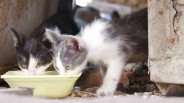 Aç yolunu yitirmek kedi sıkıntılar kase closeup, çekimin sonunda çıkıyor odak sudan