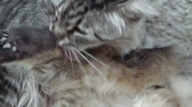 Genç kedi çok closeup görünümü damat