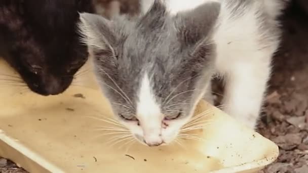 Gatos agua potable — Vídeo de stock