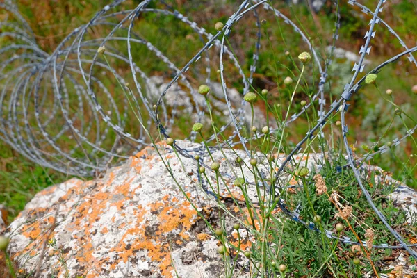 Modrn alambre de púas en bobinas en piedra caliza en hierba — Foto de Stock