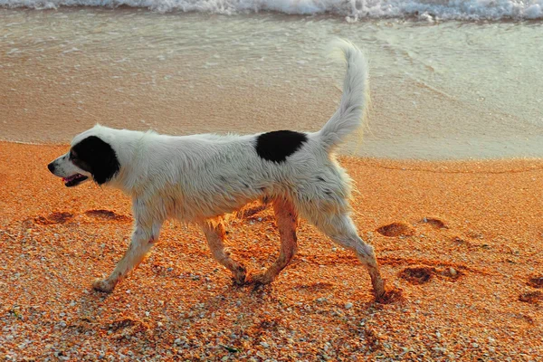 समुद्र किनारपट्टीवर धावत आनंदी कुत्रा — स्टॉक फोटो, इमेज