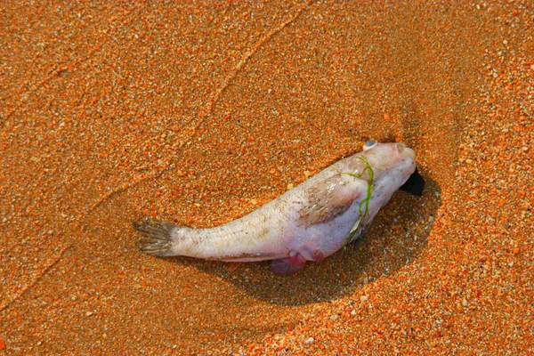 Dead fish on the beach from above view a lot of space for text. Environmental problem concept. — Stock Photo, Image