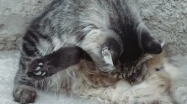Sevimli tekir kedi üzerinde betonun yalan ve kendini damat