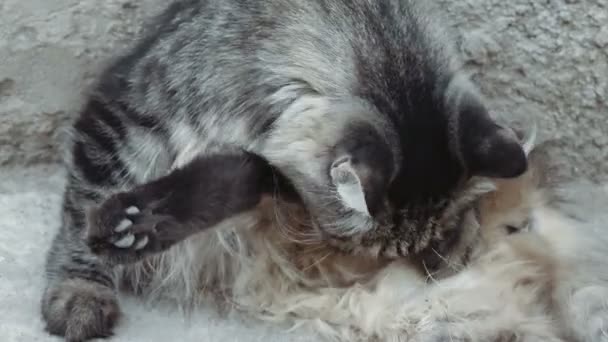 Niedliche gestromte Katze liegt auf dem Beton und pflegt sich selbst — Stockvideo