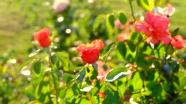 gün batımı ışınları altında gül çalılar