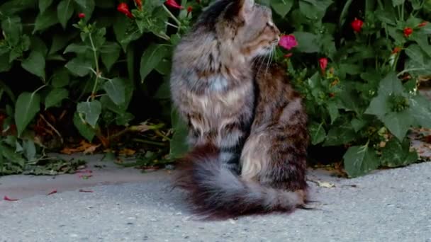 Cat lokaliseringen nära buskar — Stockvideo