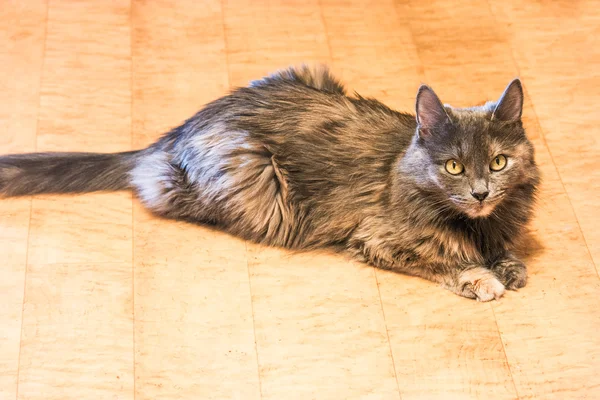Серый кот на полу — стоковое фото