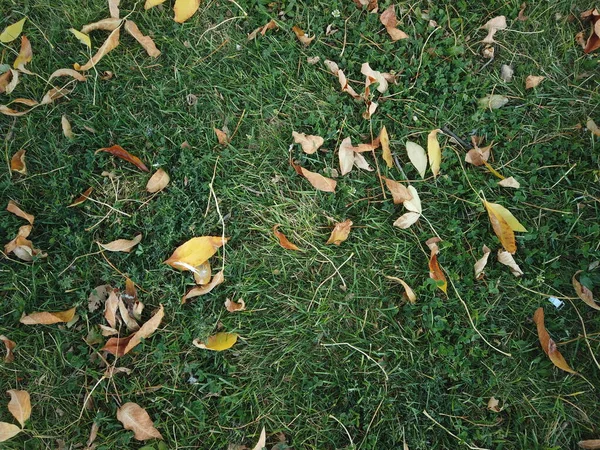 Herbe aux feuilles jaunes tombées — Photo