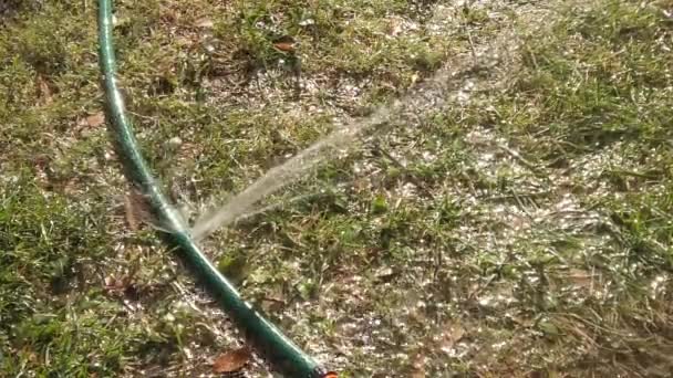 Tuyau d'arrosage sur herbe avec fuite d'eau — Video