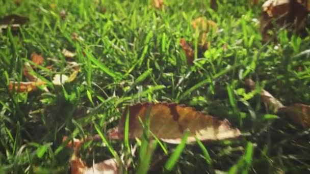 Κινείται γρήγορα κατά μήκος του χόρτου με πεσμένα φύλλα — Αρχείο Βίντεο