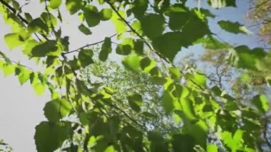 Rüzgarda sallanan huş yaprakları gökyüzüne karşı