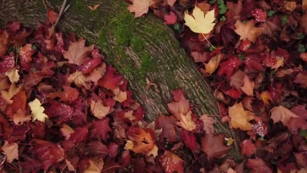 幹のカエデの根に落ちた葉が — ストック動画