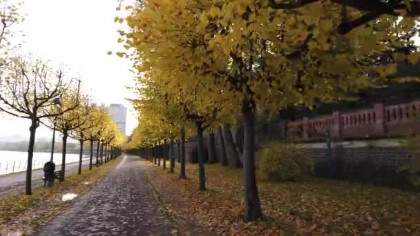 Bonn Germany, 06 November 2019: POV of riding on bicycle on sidewalk of Rhine embankment with autumnal trees on both sides4k 50fps — Stock Video