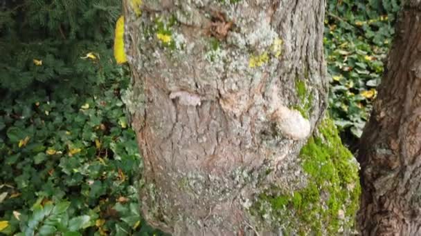 Tuin boom met stam bedekt met mos en klimop groeit ongeveer — Stockvideo
