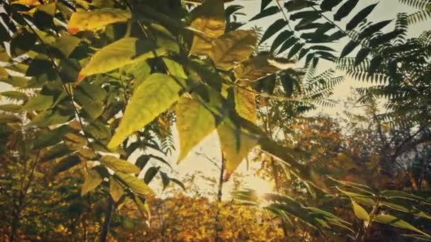 Las siluetas de las hojas de otoño oscilan en el viento a la luz del atardecer — Vídeos de Stock