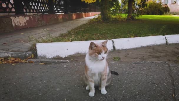 Gato callejero está sentado en frente del patio trasero — Vídeo de stock