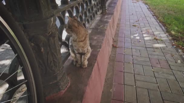 Νίκαια tabby γάτα κάθεται σε φράχτη στηθαίο στο πάρκο κοντά στο ποδήλατο — Αρχείο Βίντεο