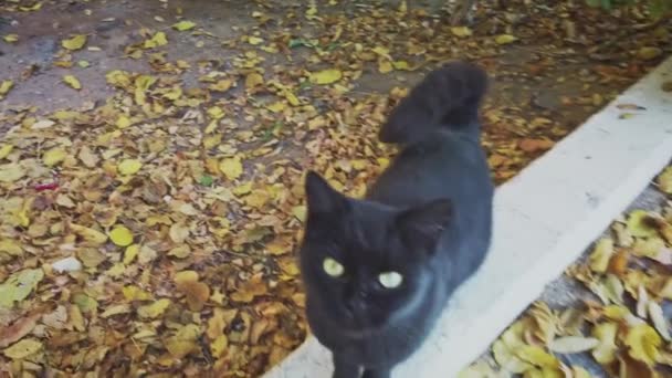 Pregnant stray cat behave friendly — Stock Video